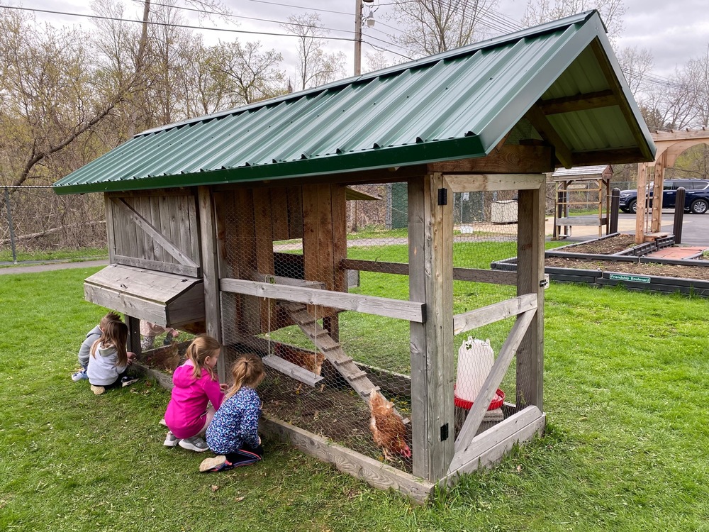 chicken image of student examining a chicken coop with 4 chickens inside