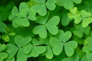 Happy St. Patrick's Day! And an activity!